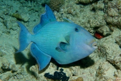 Blauwe Trekkervis, Blue Triggerfish, Pseudobalistes fuscus
