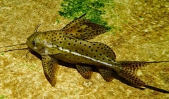 vis