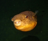 vis