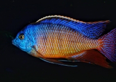 vis