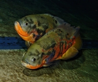 vis