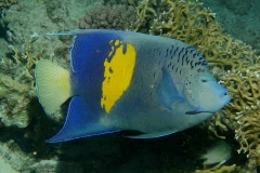 Keizersvis, "Bruid van de zee", Pomacanthus maculosus