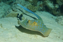 Blauwgespikkelde Pijlstaartrog, Blue-Spotted Stingray, Taeniura lymma