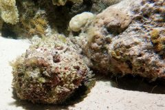 Steenvis, Synanceia verrucosa