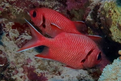 Rode soldatenvis, White-edged Soldierfish, Myripristis murdjan
