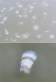 Duiken tussen "enkele" oorkwallen (Aurelia aurita)... ... en hier en daar een zeepaddestoel (Rhizostoma pulmo), sommigen noemen het bloemkoolkwal