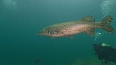 Snoek
