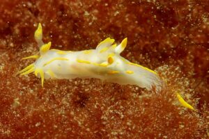 Themaduik Biodiversiteit @ Klein Stelle